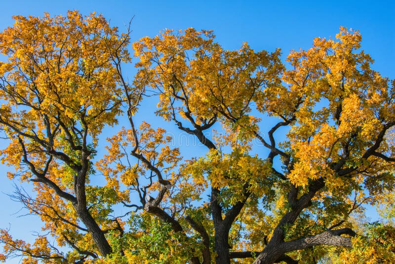 Albero d'autunno Grande chioma di quercia quercus fotografie stock libere da diritti Albero d'autunno Grande chioma di quercia quercus fotografie stock libere da diritti