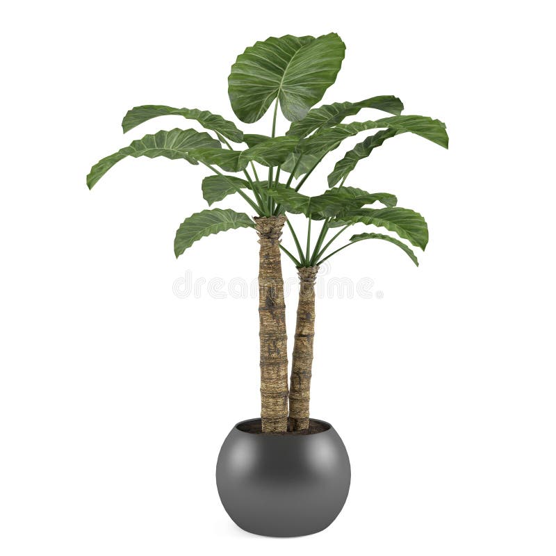 Albero decorativo della pianta della palma nel vaso della palla illustrazione vettoriale Albero decorativo della pianta della palma nel vaso della palla illustrazione vettoriale