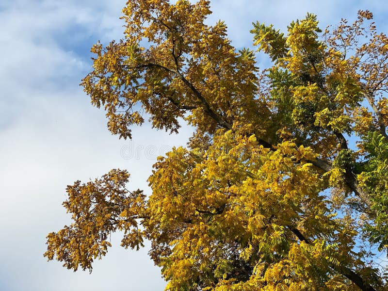 Albero degno di colore autunnale, foglie colorate con cielo azzurro