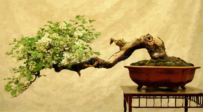 Albero dei bonsai