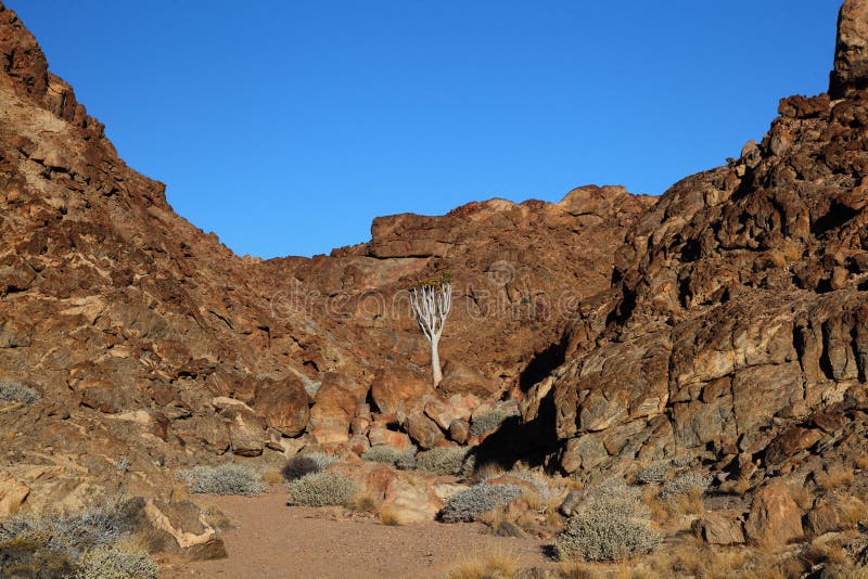 Albero del fremito, Namibia immagine stock Albero del fremito, Namibia immagine stock