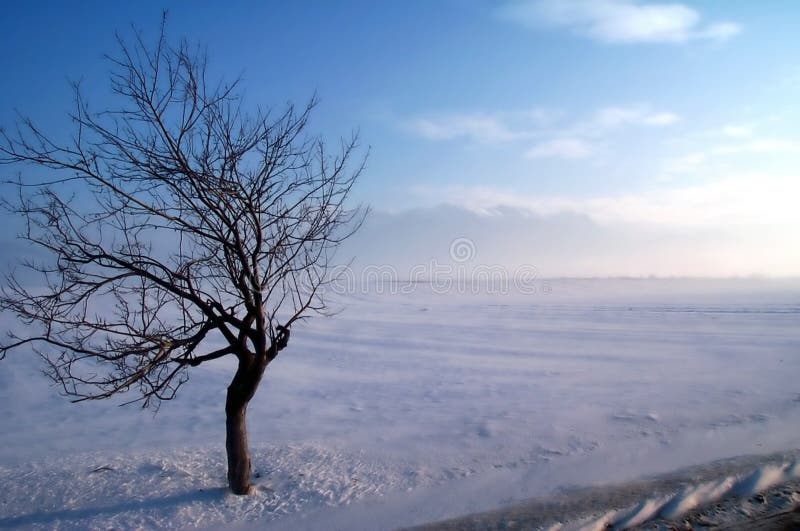 Albero del granchio su una tempesta di inverno immagine stock Albero del granchio su una tempesta di inverno immagine stock