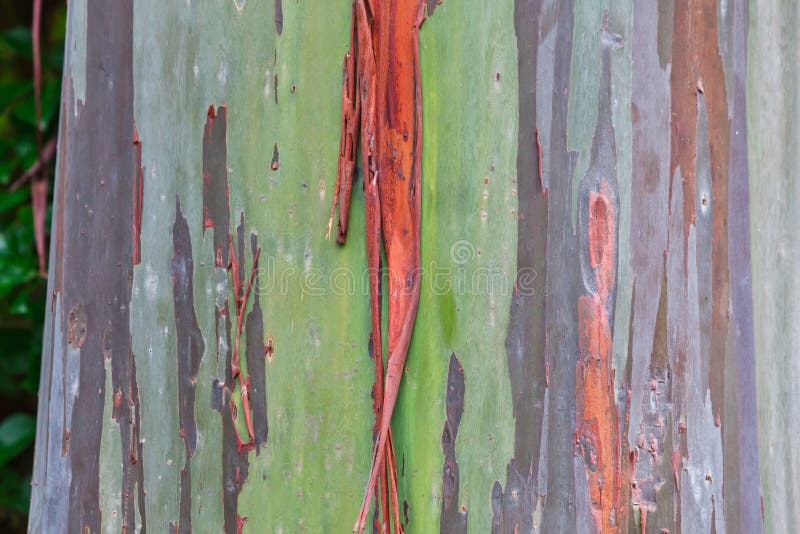 Albero del Rainbow dell'eucalyptus dell'Hawai immagine stock Albero del Rainbow dell'eucalyptus dell'Hawai immagine stock
