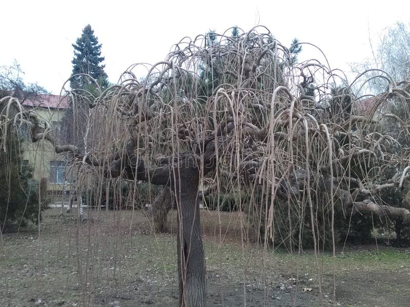 Albero del thuja senza foglie immagine stock libera da diritti Albero del thuja senza foglie immagine stock libera da diritti