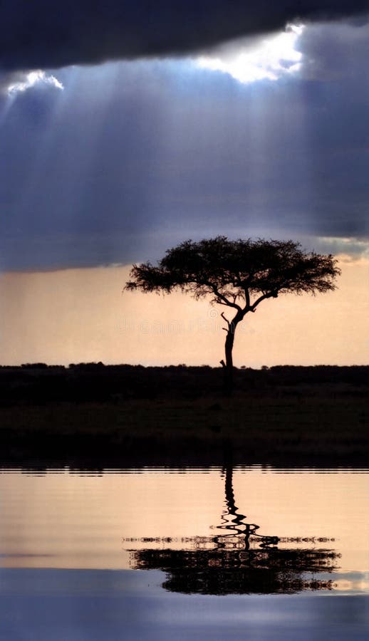 Albero dell'acacia al tramonto fotografie stock Albero dell'acacia al tramonto fotografie stock
