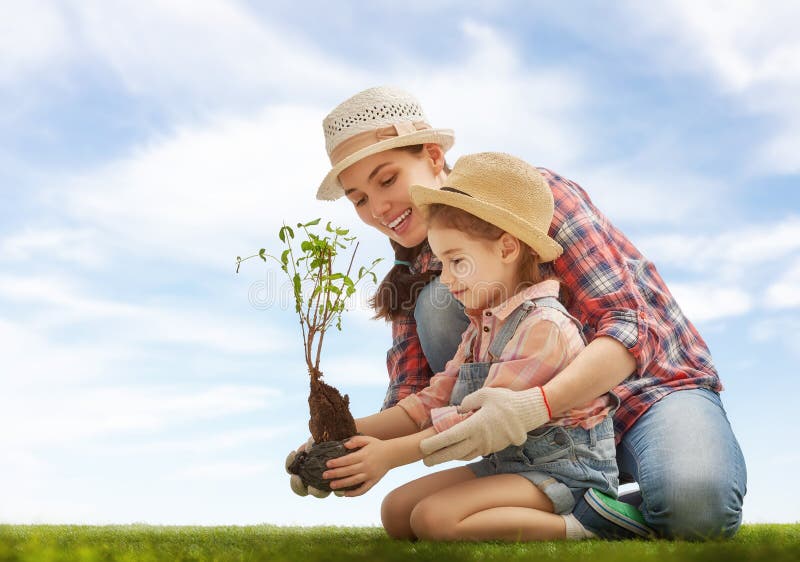 Albero dell'alberello della pianta della ragazza immagine stock Albero dell'alberello della pianta della ragazza immagine stock