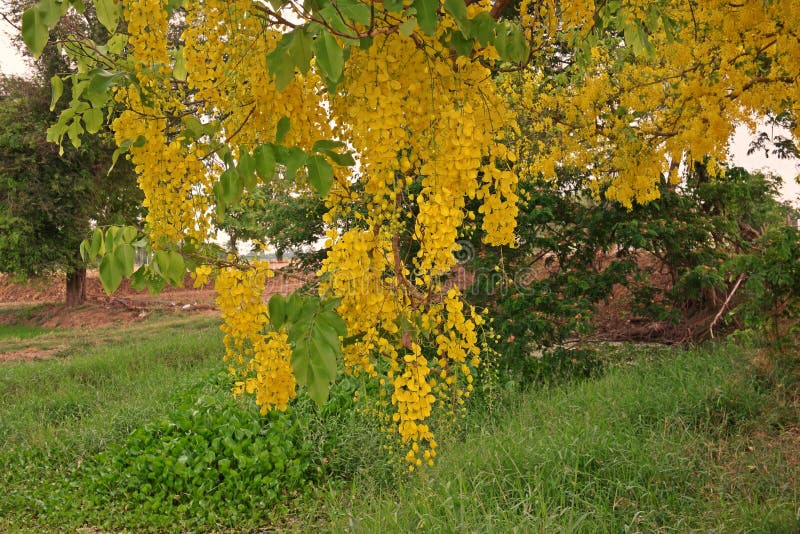 albero della cassia o albero di doccia dorata