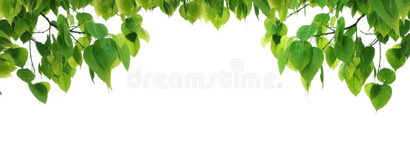 Albero della foglia di verde di Bodhi fotografia stock libera da diritti