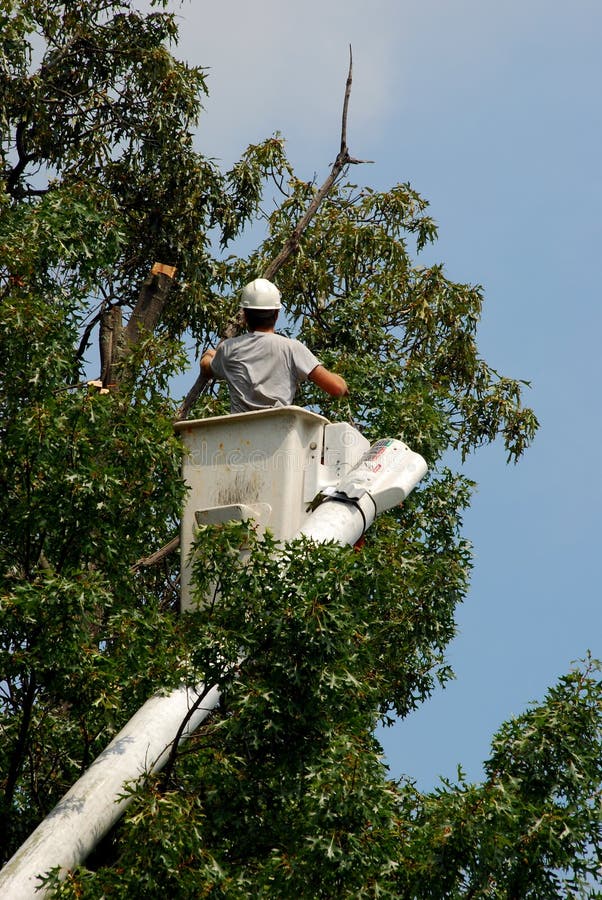 Contractor cutting dead limbs out of a tree for electrical company. Contractor cutting dead limbs out of a tree for electrical company.