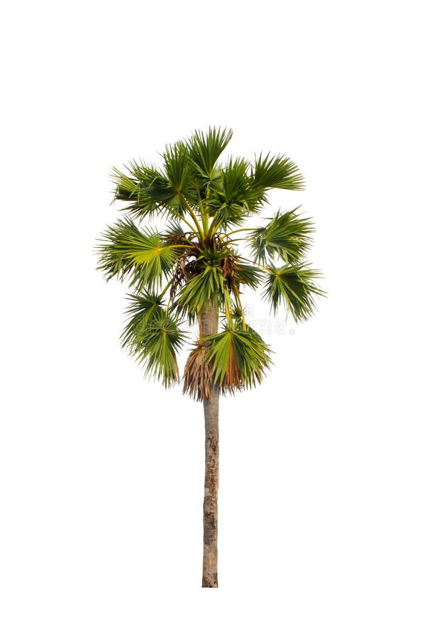 Albero della palma da zucchero immagine stock Albero della palma da zucchero immagine stock