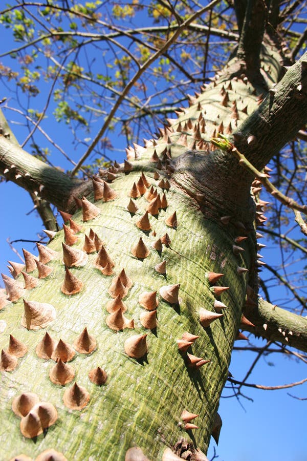 Palo In Acciaio 80 Cm Con Fascetta Doppia 48 Mm - Foto 5