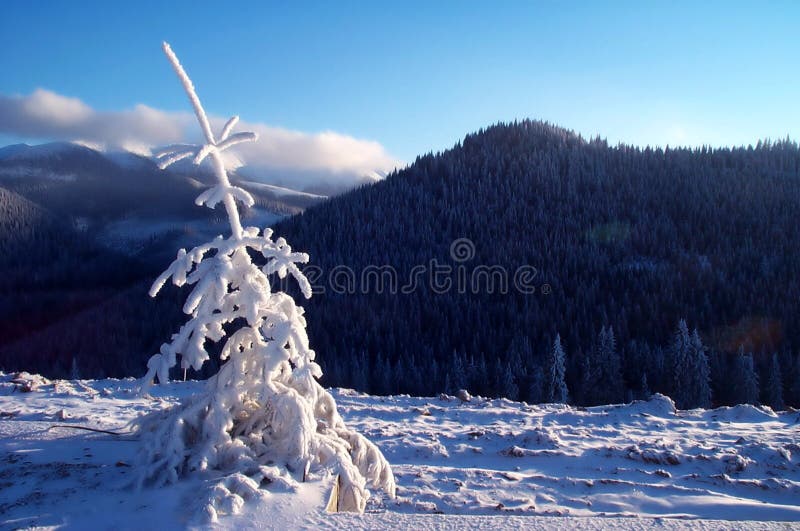 Albero di abete bianco fresco all'indicatore luminoso caldo immagine stock Albero di abete bianco fresco all'indicatore luminoso caldo immagine stock