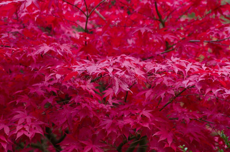 Albero di acero giapponese rosso immagini stock Albero di acero giapponese rosso immagini stock