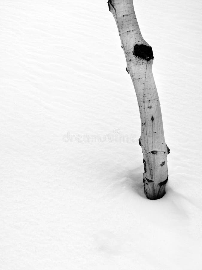 Albero di Aspen nella neve fotografia stock Albero di Aspen nella neve fotografia stock