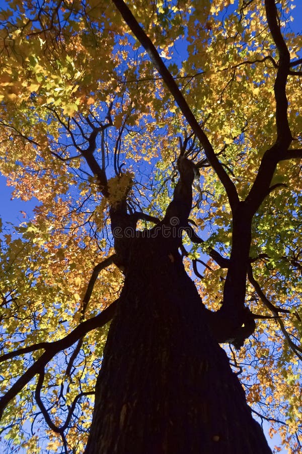 Albero di autunno al giorno soleggiato immagine stock Albero di autunno al giorno soleggiato immagine stock