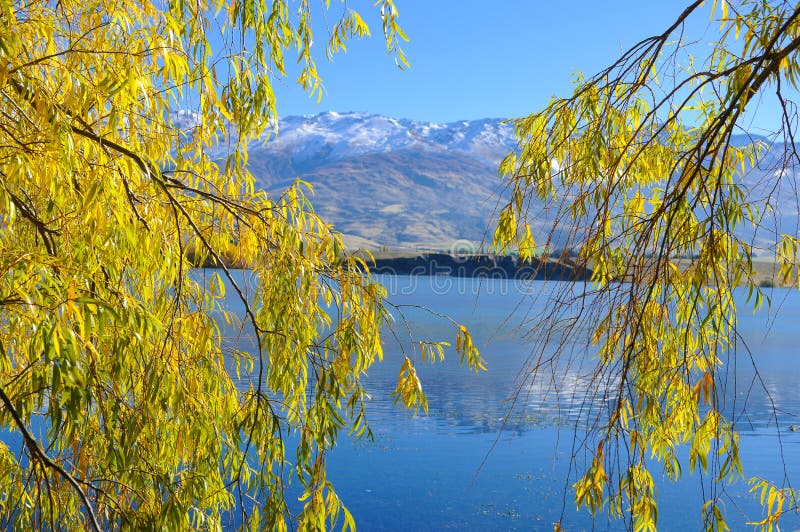 Albero di autunno con la bella natura in Nuova Zelanda immagini stock Albero di autunno con la bella natura in Nuova Zelanda immagini stock
