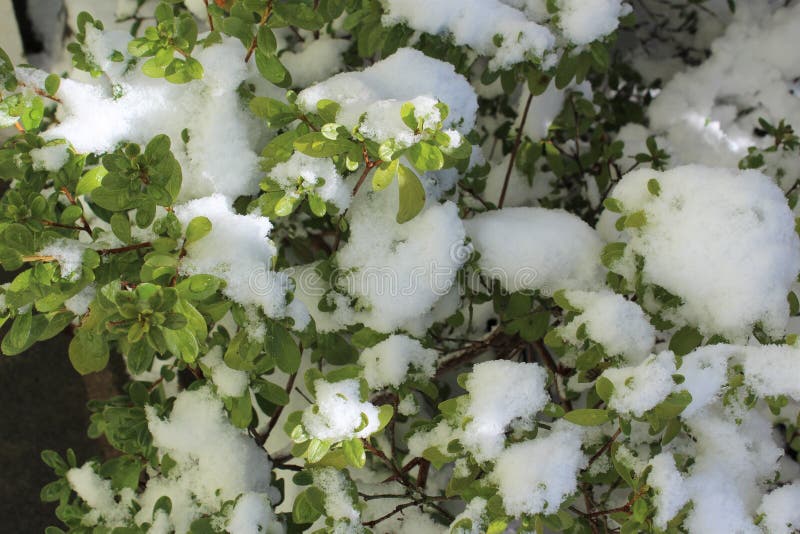 Overnight fresh snow covered on an evergreen azalea tree in late fall. Overnight fresh snow covered on an evergreen azalea tree in late fall