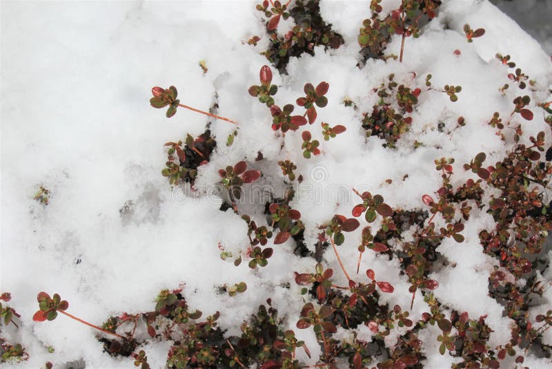 Overnight fresh snow covered on an evergreen azalea tree in late fall. Overnight fresh snow covered on an evergreen azalea tree in late fall