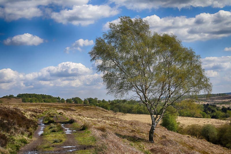 Albero di betulla d'argento con la pista fangosa nel distretto di punta fotografia stock libera da diritti Albero di betulla d'argento con la pista fangosa nel distretto di punta fotografia stock libera da diritti