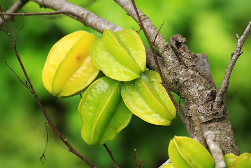 Albero di carambola con i frutti fotografia stock