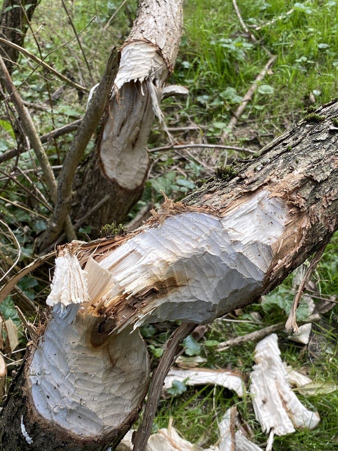 in the park by the river, a tree cut down by beavers has fresh biting marks. in the park by the river, a tree cut down by beavers has fresh biting marks