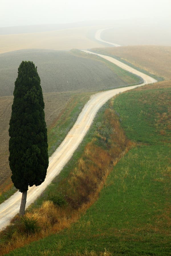 Albero di cipresso isolato con ghiaia rad in nebbia di mattina, Toscana, Italia fotografia stock Albero di cipresso isolato con ghiaia rad in nebbia di mattina, Toscana, Italia fotografia stock