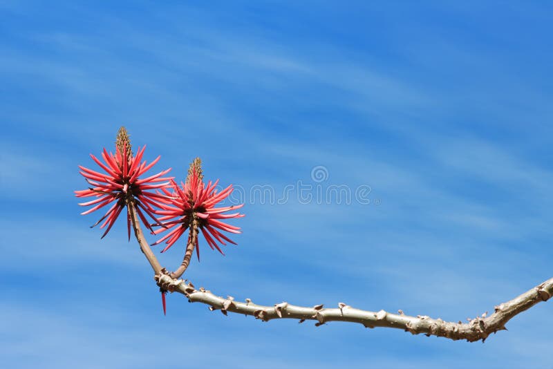 Albero di corallo di fioritura fotografia stock libera da diritti Albero di corallo di fioritura fotografia stock libera da diritti