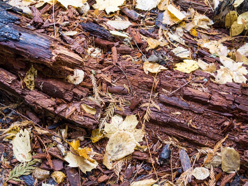Albero di decomposizione immagine stock libera da diritti Albero di decomposizione immagine stock libera da diritti