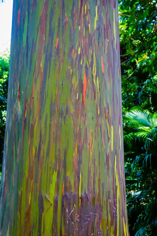 Albero di eucalyptus dell'arcobaleno immagini stock Albero di eucalyptus dell'arcobaleno immagini stock