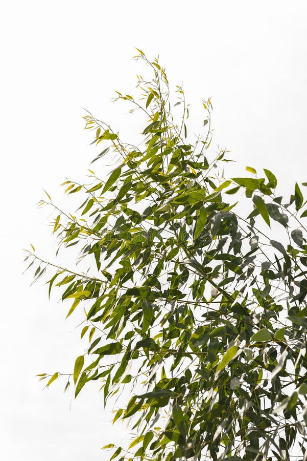Albero di eucalyptus fotografie stock libere da diritti Albero di eucalyptus fotografie stock libere da diritti