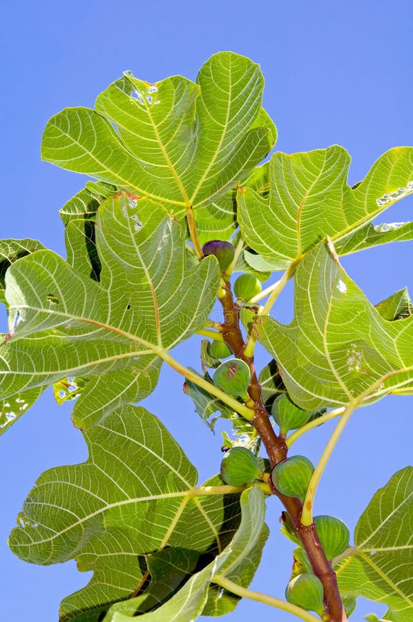 Albero di fico fotografia stock. Immagine di cosciente - 10256236