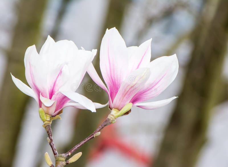 Albero di fioritura della magnolia con i fiori bianchi immagine stock Albero di fioritura della magnolia con i fiori bianchi immagine stock
