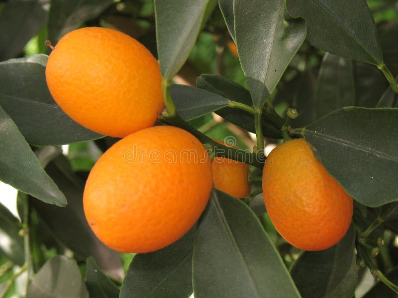 Albero di kumquat