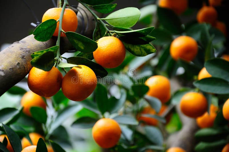 Albero di kumquat
