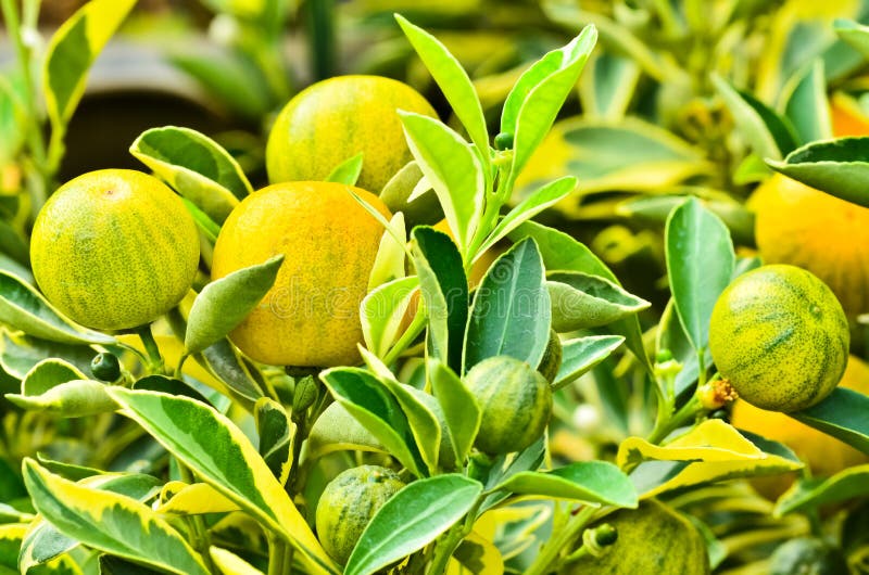 Albero di kumquat con frutta