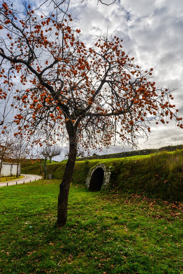 Albero di kumquat Tui - nel Portogallo fotografia stock Albero di kumquat Tui - nel Portogallo fotografia stock