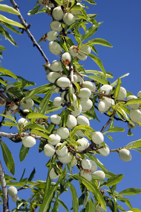 Albero Di Mandorla in Piena Fioritura Fotografia Stock - Immagine di
