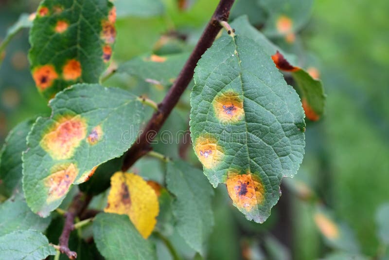 Albero di mele con foglie verdi affette da ruggine da una malattia fungine