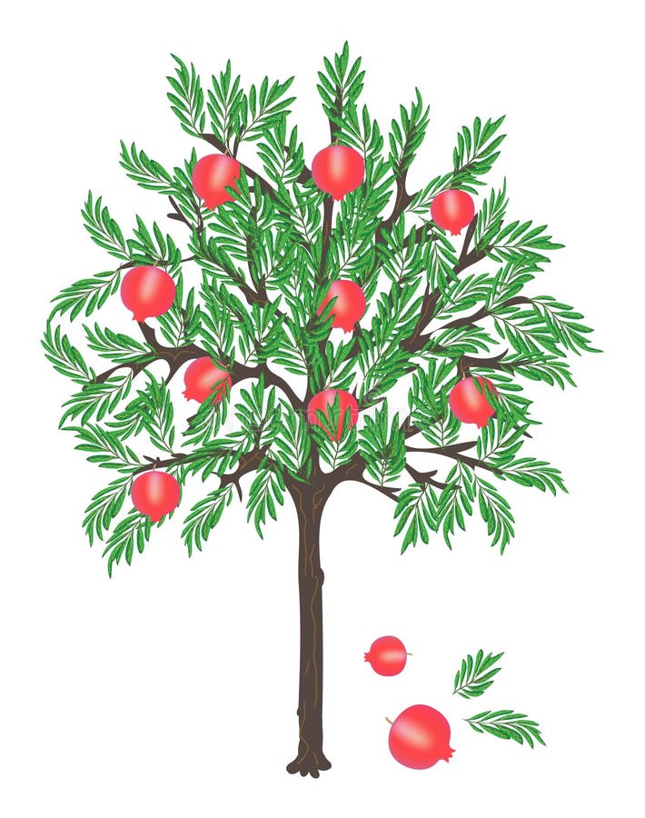 picture Albero Melograno Disegno albero di melograno illustrazioni