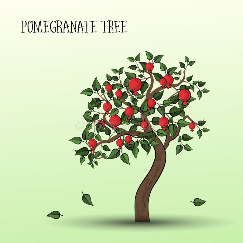 pics Albero Melograno Disegno albero di melograno illustrazioni