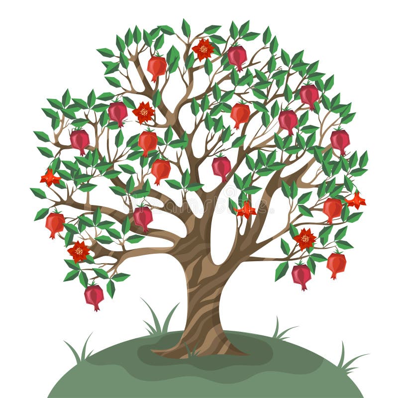 wallpapers Albero Melograno Disegno albero di melograno illustrazioni