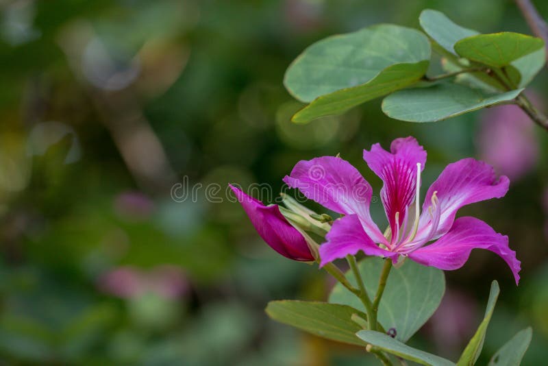 Albero di orchidea porpora di bello nome rosa del fiore, albero della farfalla nel fondo della natura fotografie stock Albero di orchidea porpora di bello nome rosa del fiore, albero della farfalla nel fondo della natura fotografie stock