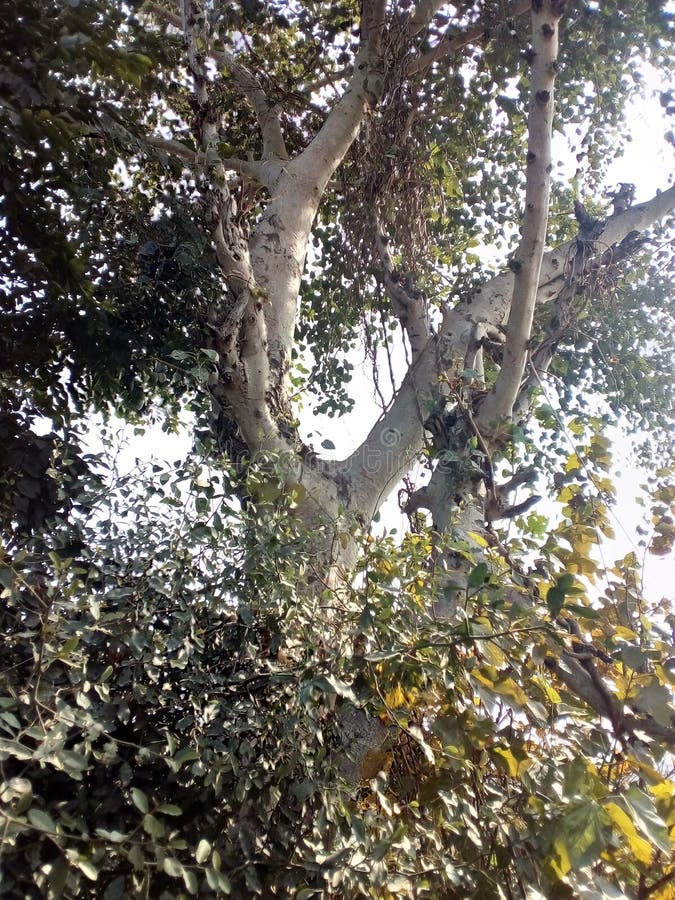 Albero di Peepal fotografie stock Albero di Peepal fotografie stock