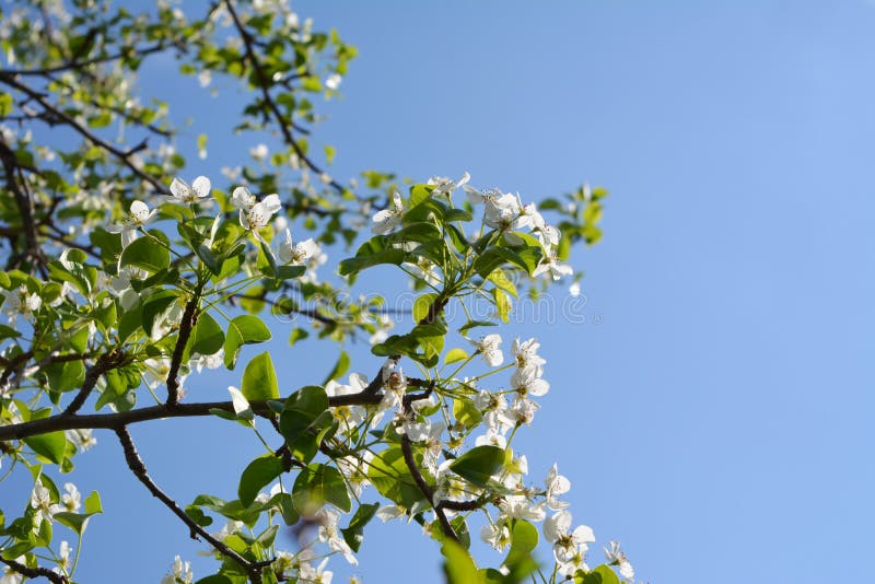 Albero di pera di fioritura Rami con i bei fiori contro chiaro cielo blu