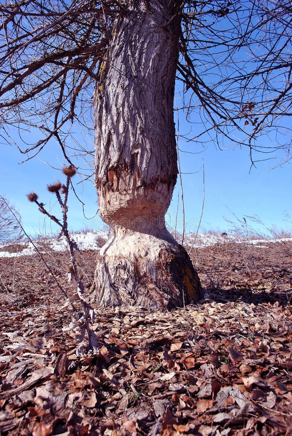 Poplar tree bitten by beavers, landscape with dry milk thistle growing through rotten leaves, white snow and bright blue sky background. Poplar tree bitten by beavers, landscape with dry milk thistle growing through rotten leaves, white snow and bright blue sky background