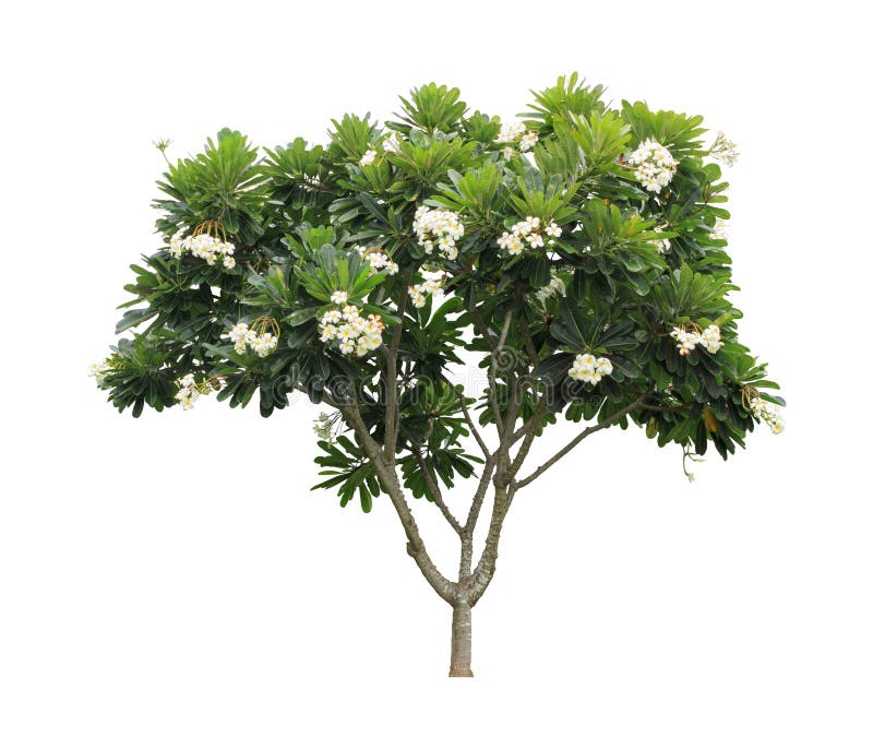 Albero di plumeria (frangipane) isolato su fondo bianco fotografie stock Albero di plumeria (frangipane) isolato su fondo bianco fotografie stock