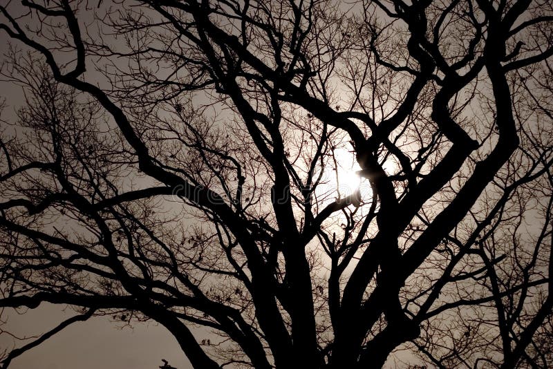 Old oak tree lit by the moon. Old oak tree lit by the moon