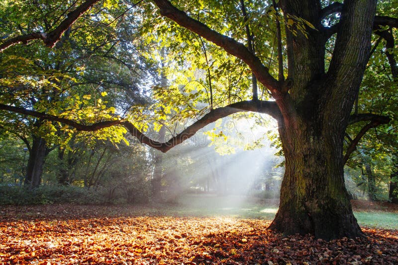 Albero di quercia vigoroso fotografie stock libere da diritti Albero di quercia vigoroso fotografie stock libere da diritti