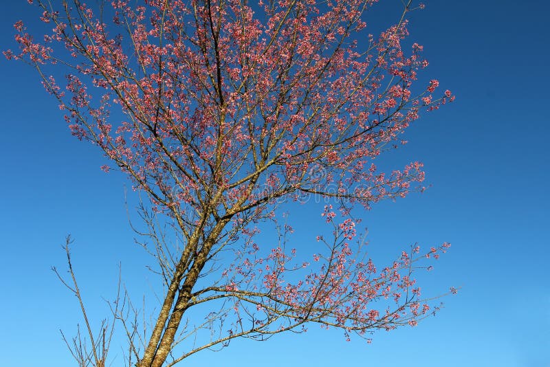 Albero di Sakura contro il fondo del cielo blu Sakura Thailand a Doi Angkhang, Chiangmai fotografia stock Albero di Sakura contro il fondo del cielo blu Sakura Thailand a Doi Angkhang, Chiangmai fotografia stock