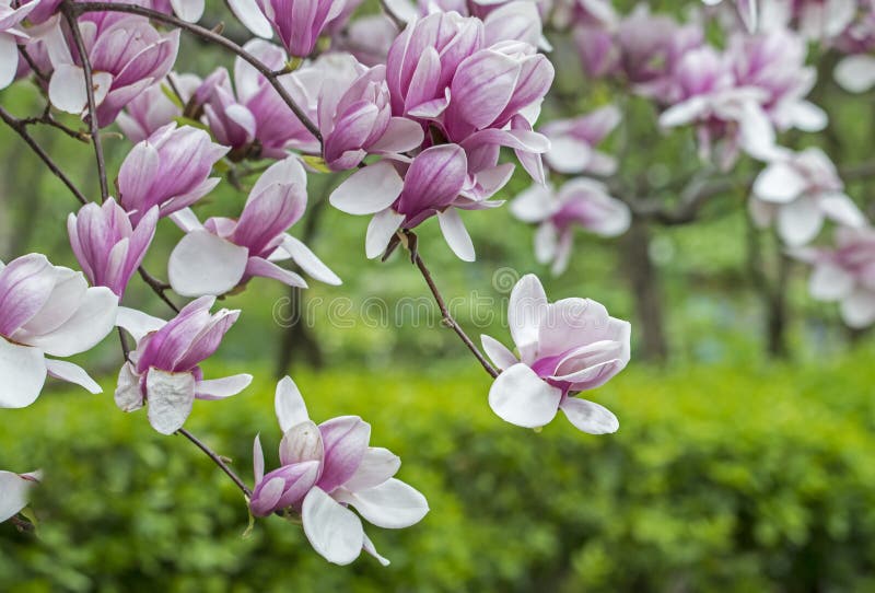 Albero di soulangeana della magnolia (magnolia di piattino) fotografia stock libera da diritti Albero di soulangeana della magnolia (magnolia di piattino) fotografia stock libera da diritti